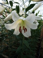 [5189 Forever VWS No01.JPG]